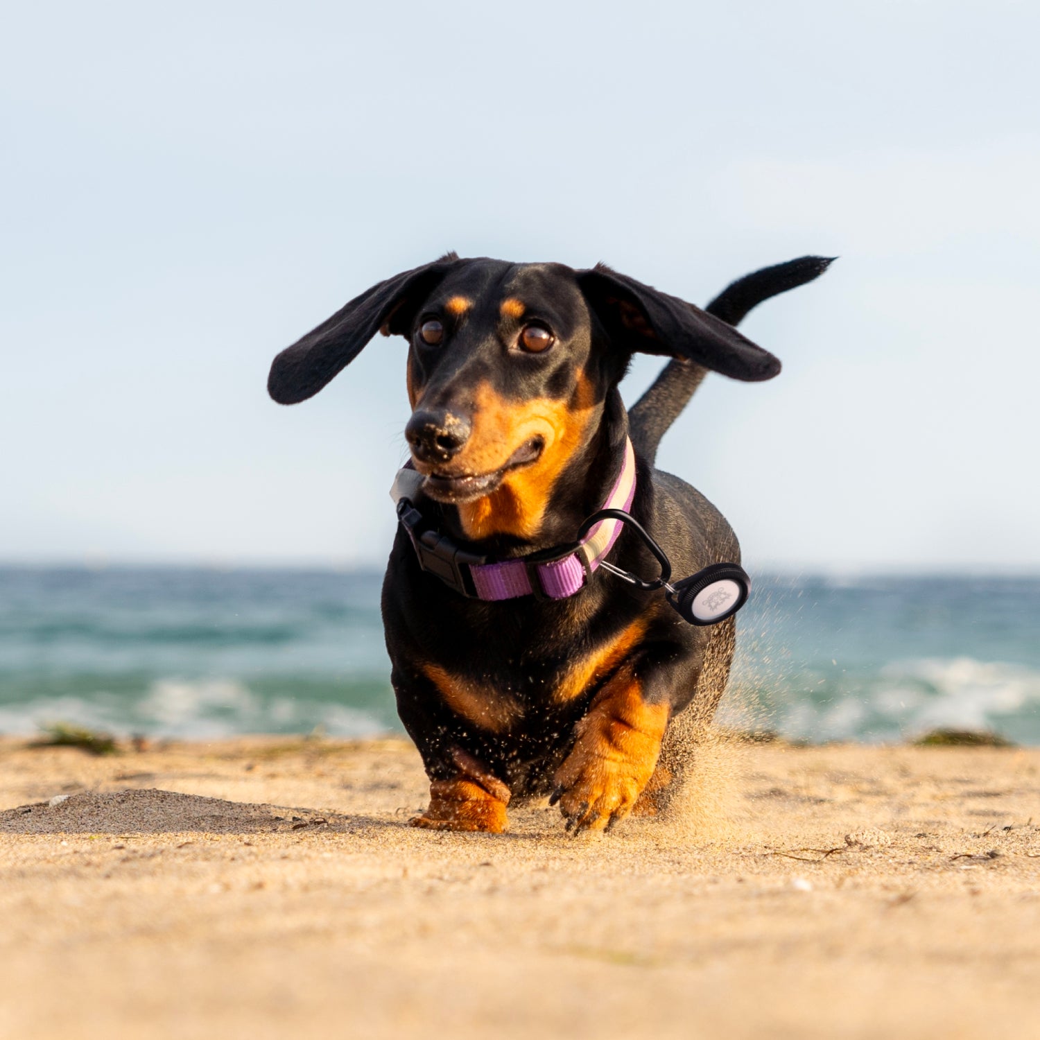 Catalyst airtag total protection case hang it on the collar of the dog