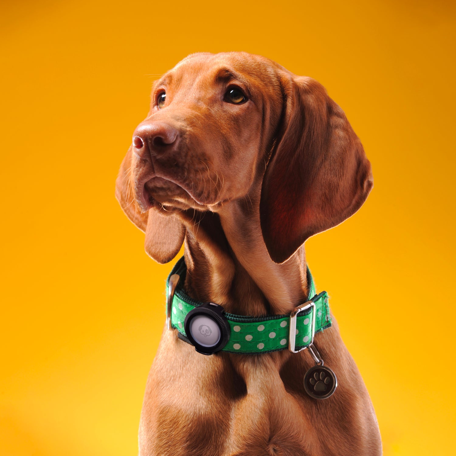 Catalyst total protection clip it Airtag clipped to dog collar